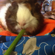 Illustration for article titled I bring you all a gift of guinea pigs!